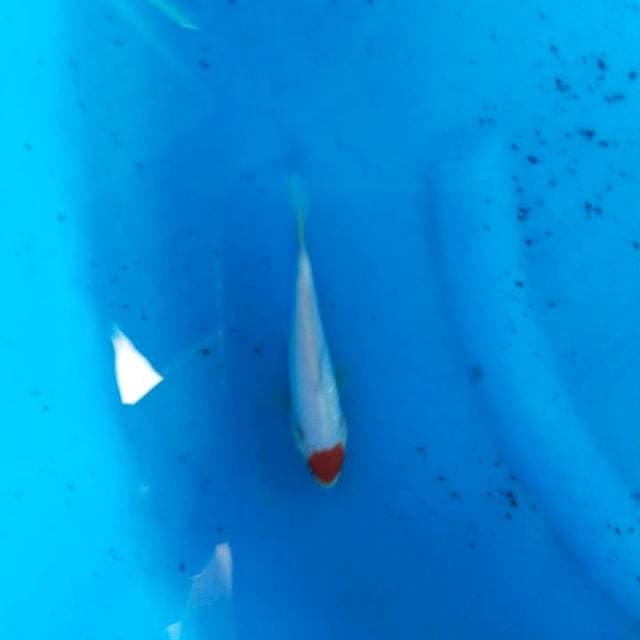 Tancho 15cm