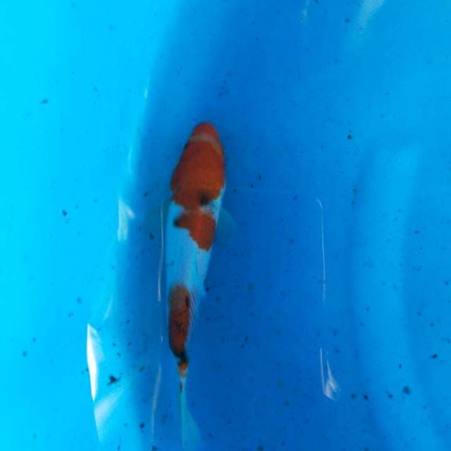 Sanke 22cm
