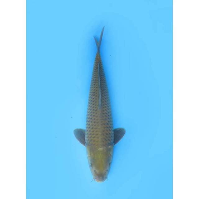 Chagoi BL Marusei - 45cm Male