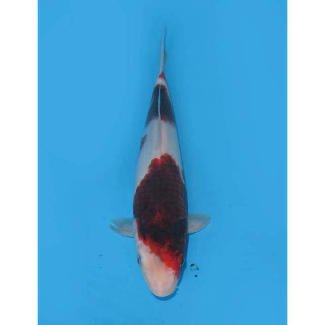 Ai Goromo Ori - 30cm Male