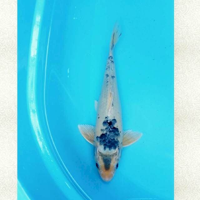 32cm shiro