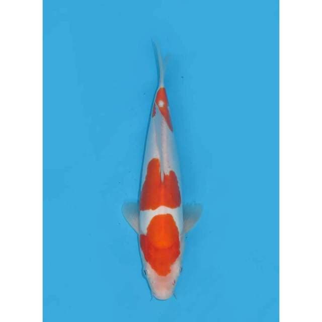 Doitsu Kohaku Murni - 25cm Male