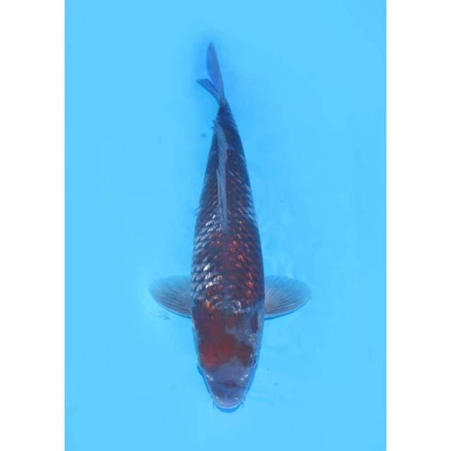 Ochiba Ginrin Merah - 33cm Male