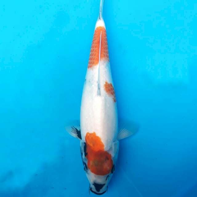 Showa Tategoi 30 cm