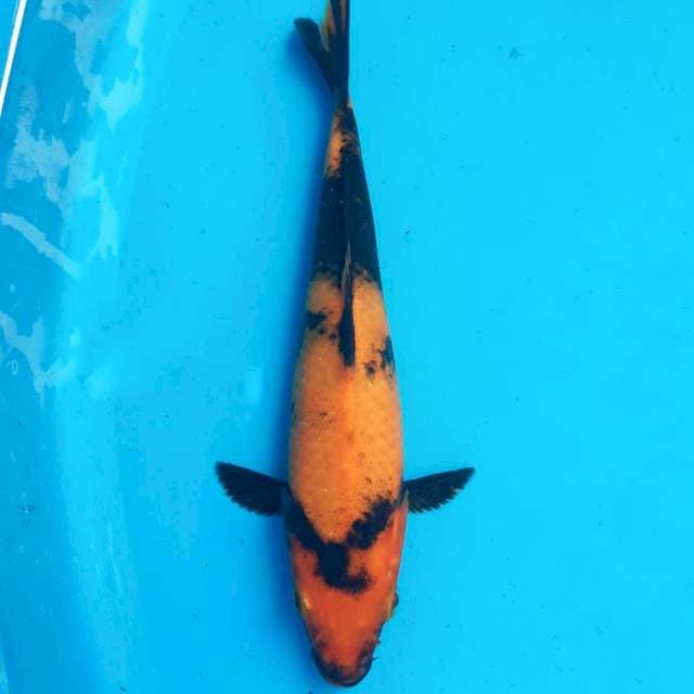 Hi Utsuri 20 cm