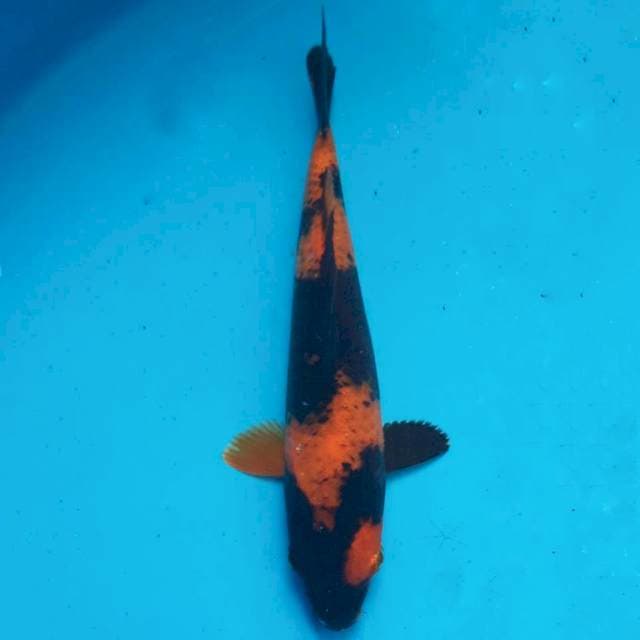Hi utsuri 20 cm