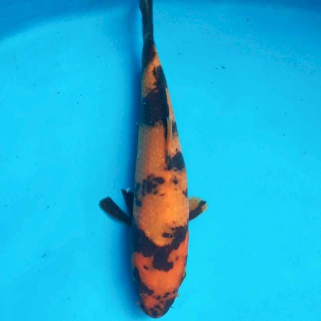 Hi utsuri 20 cm