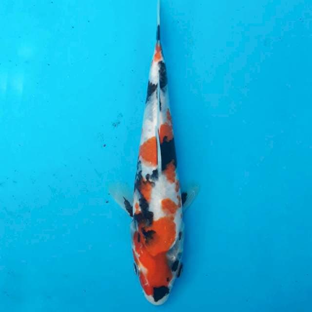 Showa Tategoi 20 cm