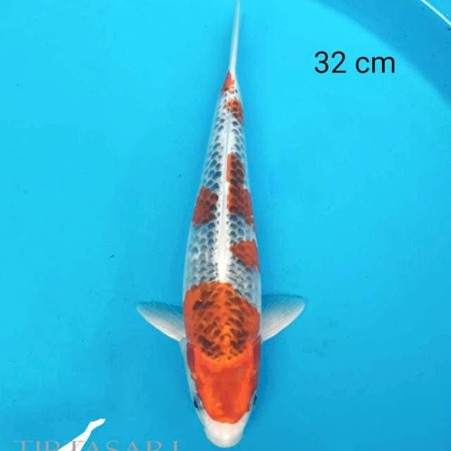 Goshiki 32 cm