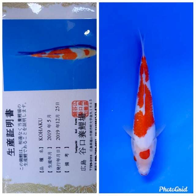 Kohaku import taniguchi farm
