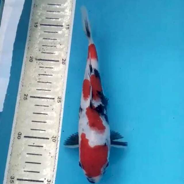 Showa 20 cm