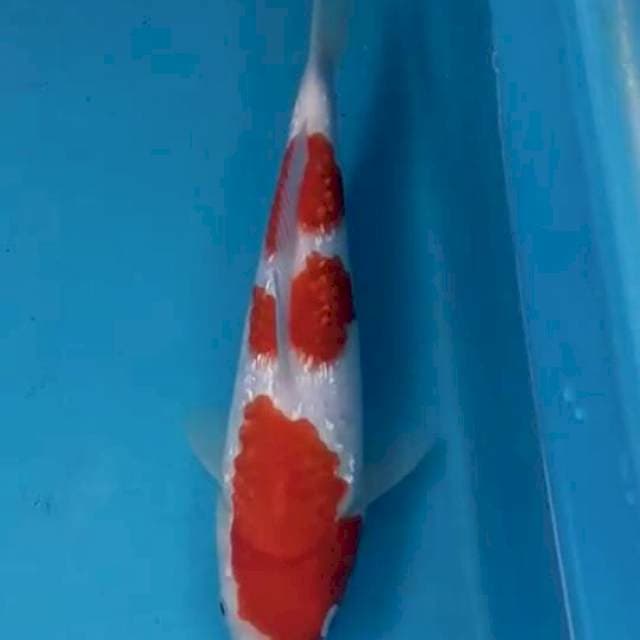 Kohaku Ginrin 28 cm