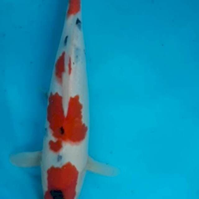 Sanke 31 cm