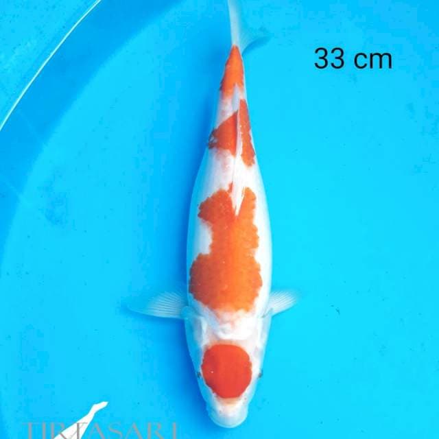 Maruten Kohaku
