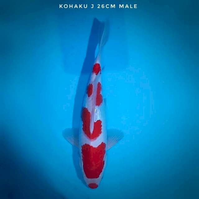 Kohaku Kuchibeni 26 cm Male
