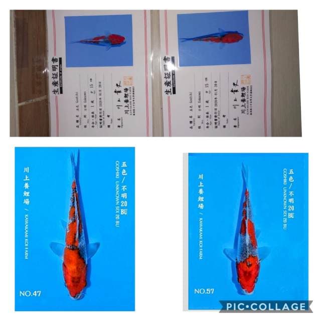 2 ekor goshiki import kawakami 20bu