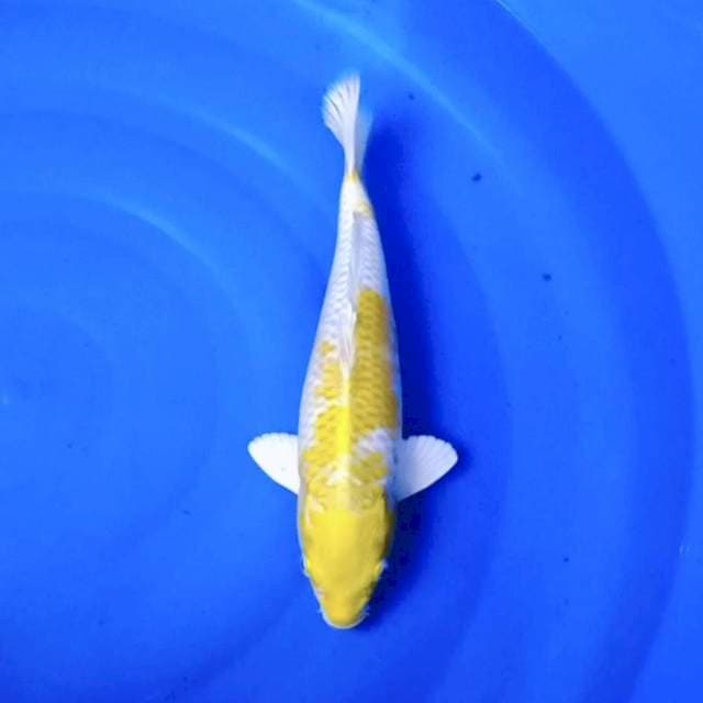 Mas hari