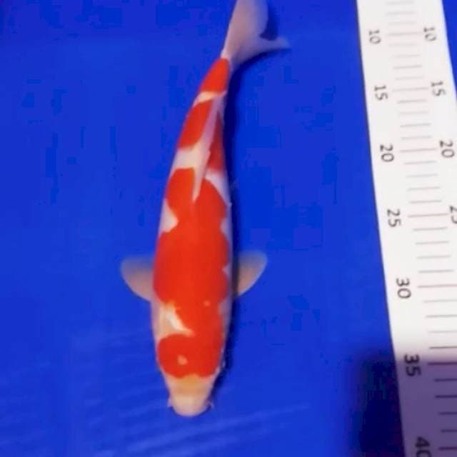 kohaku original 30bu