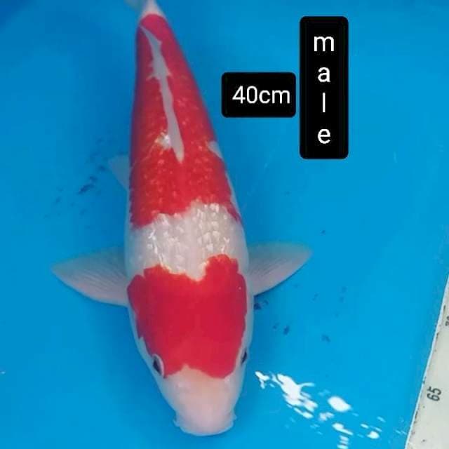 Male gindrin