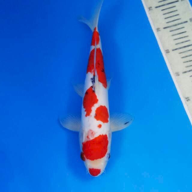 Sanke doitsu male size 33 cm