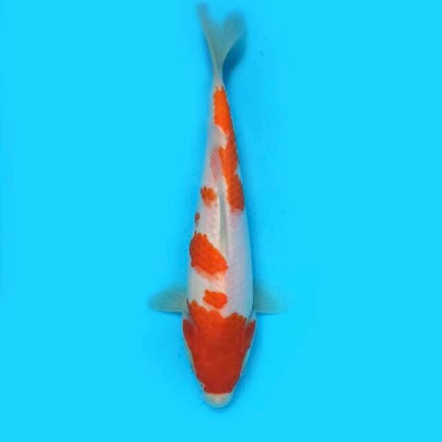 Kohaku Sakura 23 cm