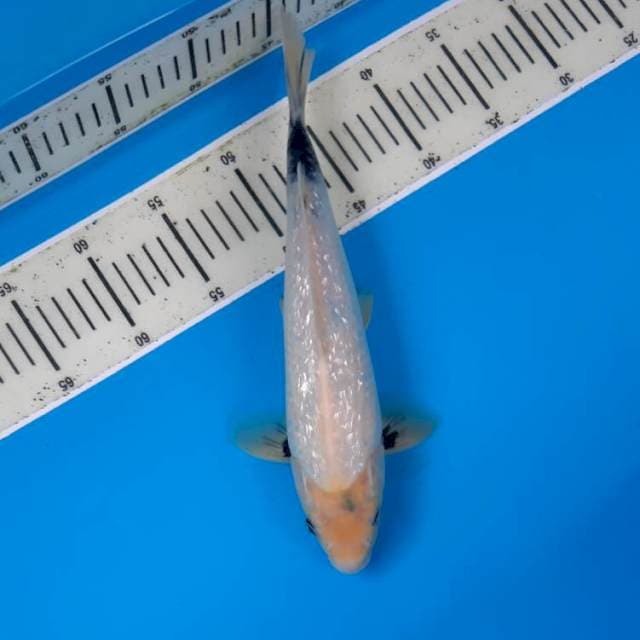 Shiro ginrin 31cm