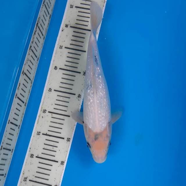 Shiro ginrin 33cm