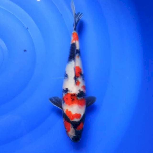 Sadewa 28cm