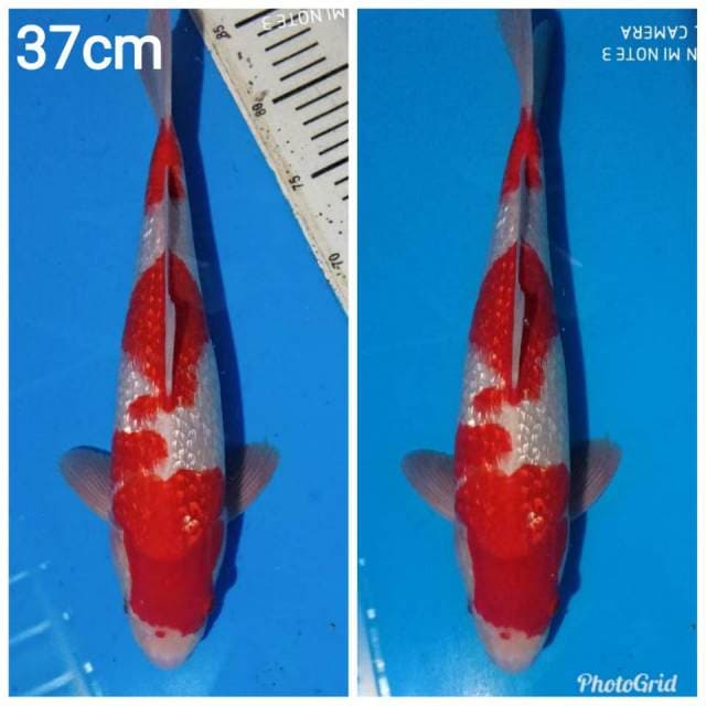 Kohaku full ginrin