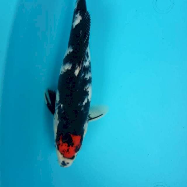 tanco 33 cm
