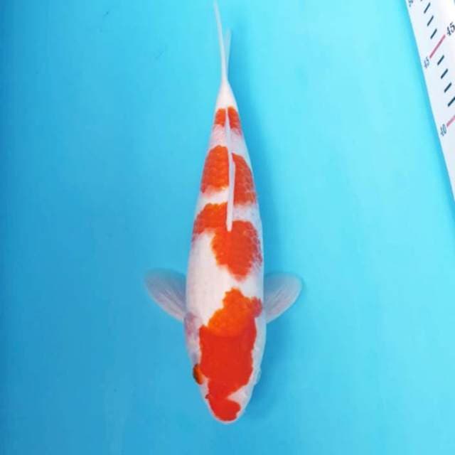 DNR - KOHAKU 27CM