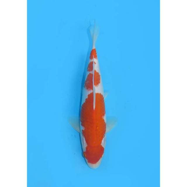 Kohaku Yondan HQ - 24cm Male