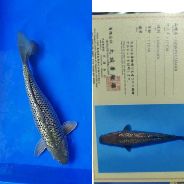 Chagoi gingrin import marusei