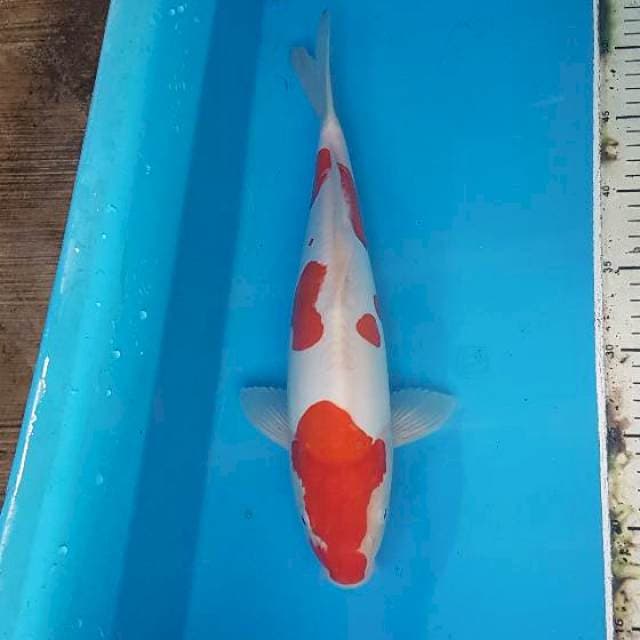 Kohaku doitsu