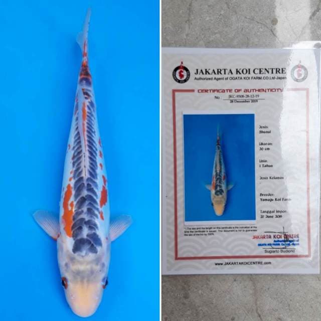 Yamaju shusui 31cm sertifikat