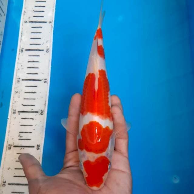 Maruten Kohaku SQ