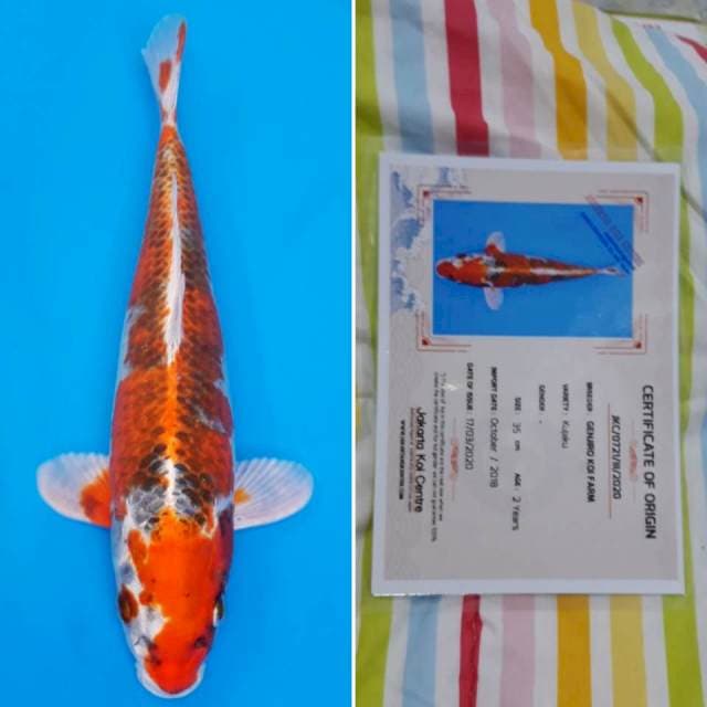 Genjiro kujaku 35cm sertifikat
