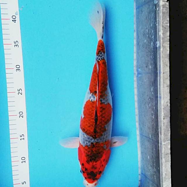 Goshiki step 41cm