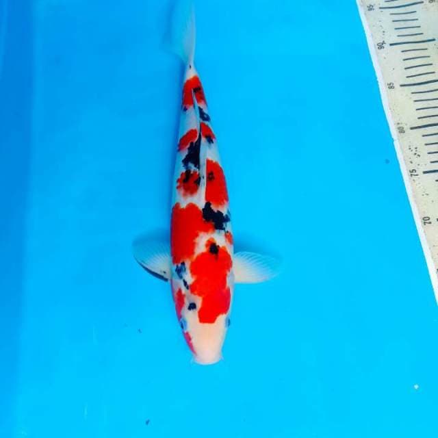 Sanke 37cm