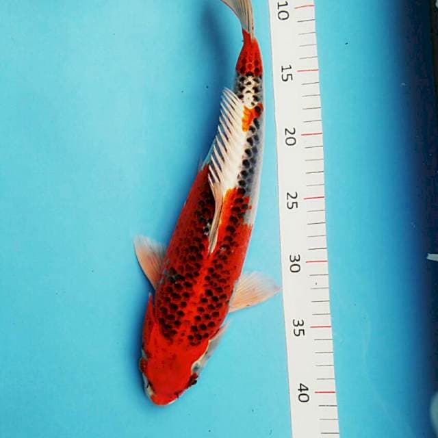Goshiki 35cm male