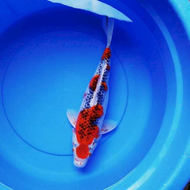 Maruten josss 41cm