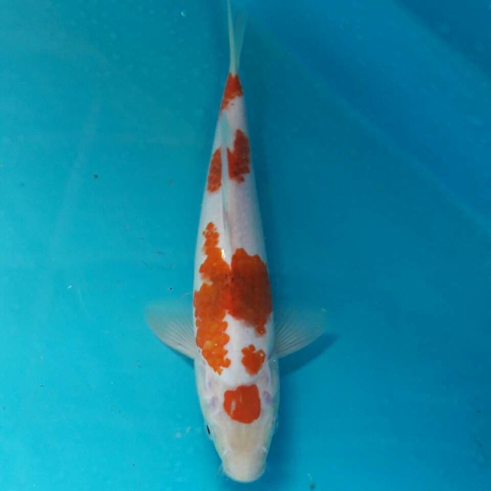 MARUTEN AIGO