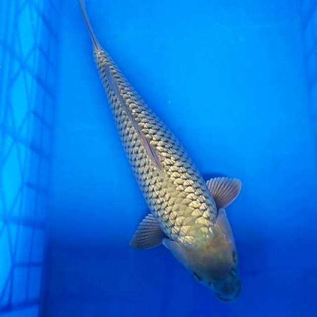 Soragoi ginrin 48cm