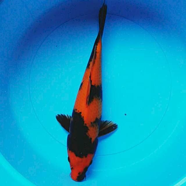 Hi utsuri 33cm