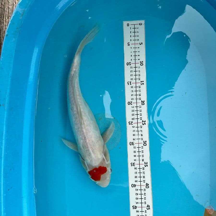tancho kohaku 41cm