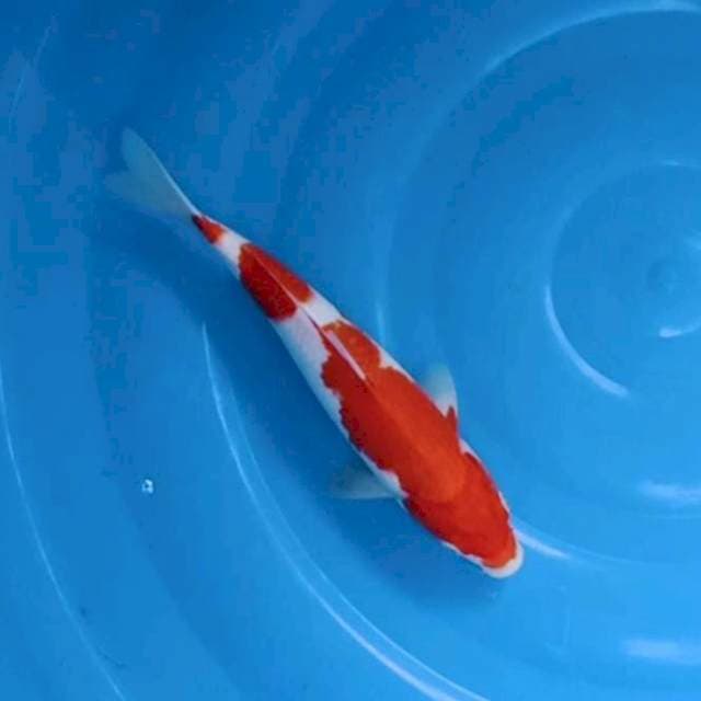 Kohaku step