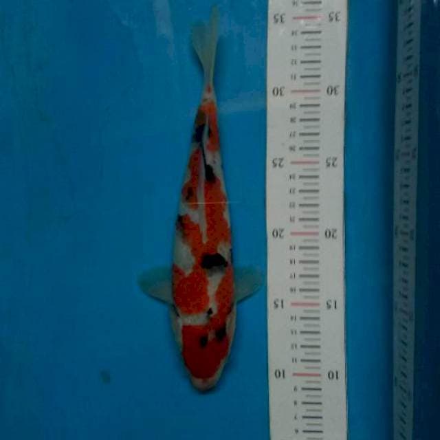 Taisho sansoku25bu