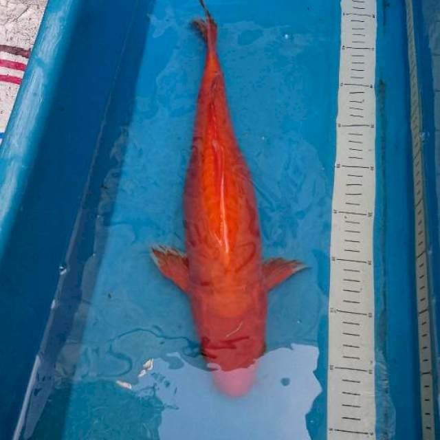 Doitsu 43cm