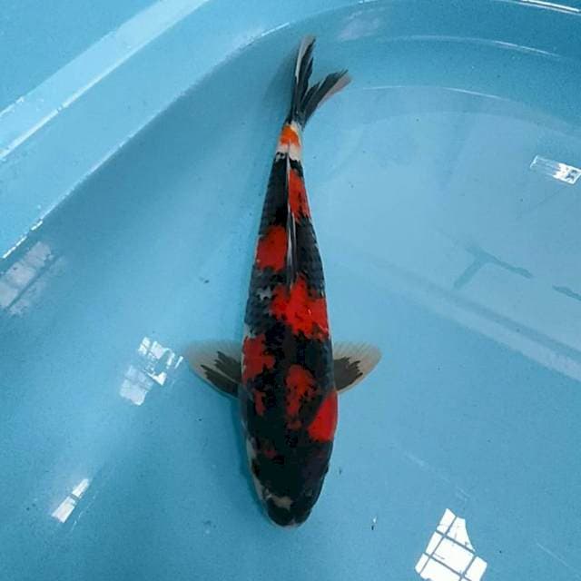 Showa jos 32 cm sex male