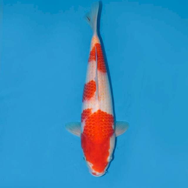 Kohaku gud body munuk 35cm